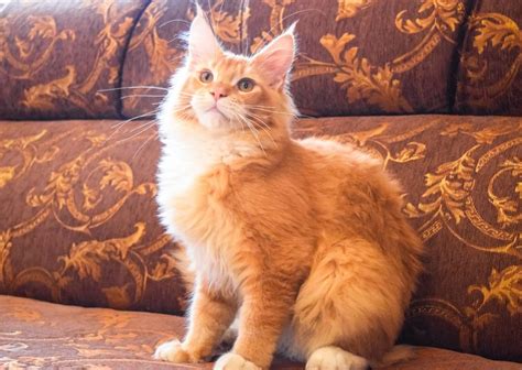 The Orange Maine Coon What Does It Look Like