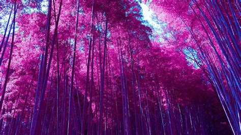 Wonderful Pink Forest Nature Landscape