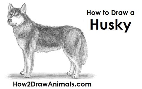 How to draw a husky dog. How to Draw a Dog (Husky)