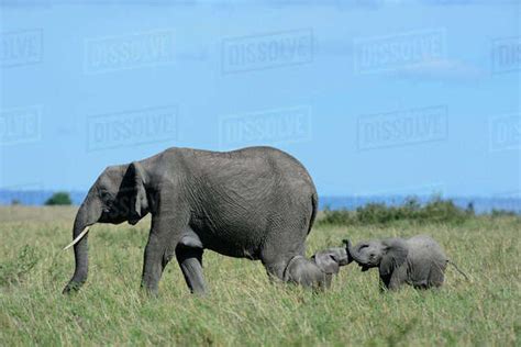Rf African Elephant Loxodonta Africana Two Calves Playing With