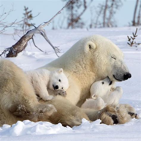 Instagram Baby Polar Bears Baby Animals Polar Bear