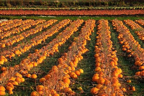 Dave is a west virginia native who has been a practicing herbalist and certified nutritional consultant for four decades. Pumpkins grow in farm fields | Victoria vancouver island ...