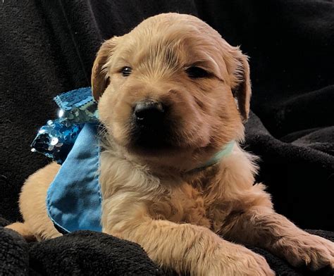 Irish doodles have that great doodle personality. Doodle Puppies For Sale Near Me - Animal Friends