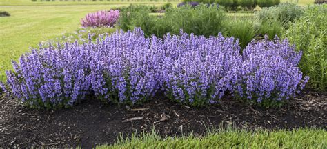 A highly admired or exceptionally excellent person or thing he's the cat's pajamas, i couldn't love, respect, admire, and enjoy that individual more than i do.— 'Cat's Pajamas' - Catmint - Nepeta hybrid | Proven Winners