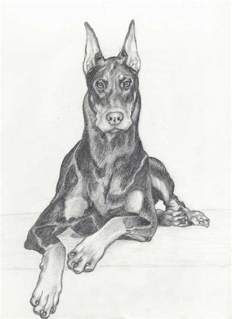 Doberman Dog Drawing
