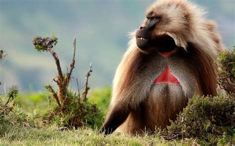 Male Gelada Baboon-2012 National Geographic Photography Wallpaper ...