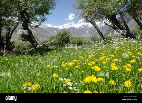Augustine Blog Valley Of Flowers Kashmir 10 Flower Valleys In India