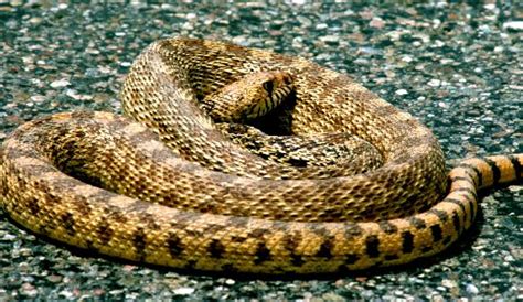 Rattlers Usually A Bunch Of Bull Snakes Longmont Times Call