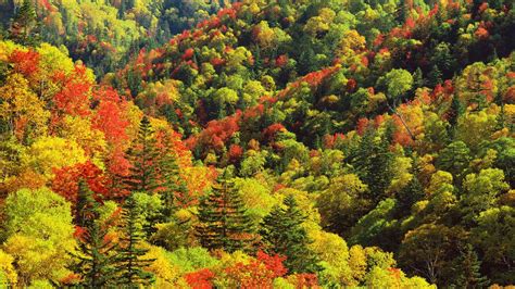 Nature Landscape Trees Forest Wallpapers Hd Desktop