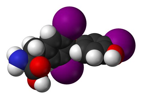It was developed by biogen inc., which licensed the drug candidate from neurimmune, its discoverer. Thyroid hormone - wikidoc