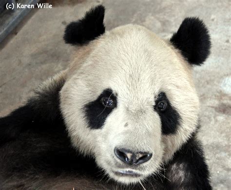 Remembering Pan Panfrom One Of His Adoptive Moms Pandas International