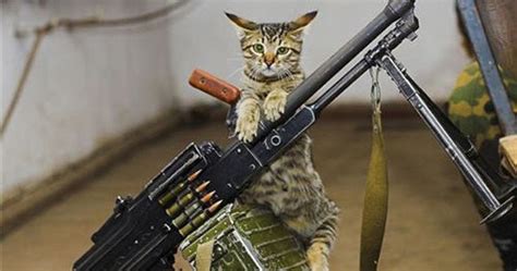 Funny Animals With Guns Photos 2012 Funny World
