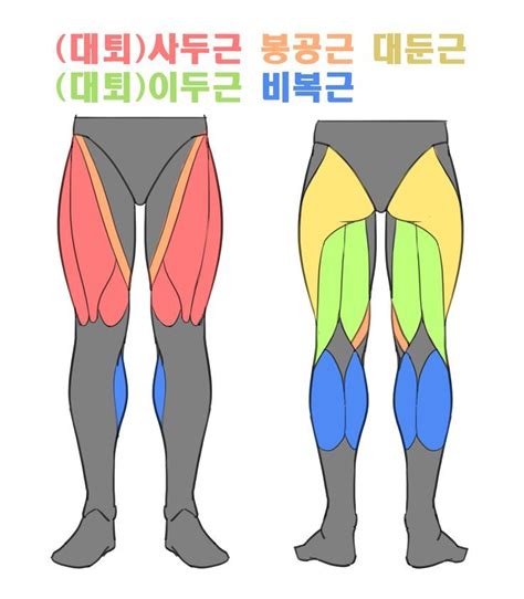 Leg Anatomy Muscle Anatomy Anatomy Study Figure Drawing Reference
