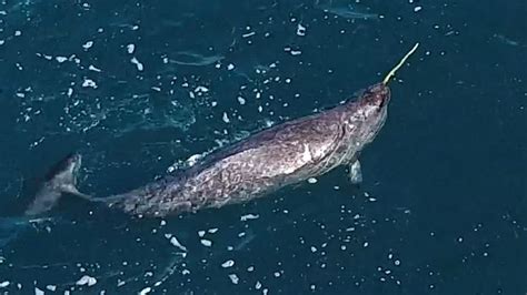 May 12 2017 Video Shows How Narwhals Use Their Iconic Tusks To Hunt