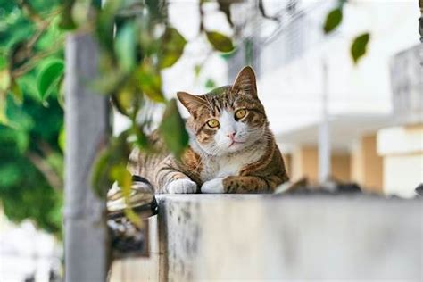 What To Expect When Adopting A Stray Cat Petcarerx