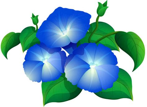 Clip Art Of Morning Glory Flowers Illustrations Royalty Free Vector