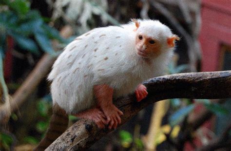 White Marmoset New World Monkey Squirrel Monkey Primates