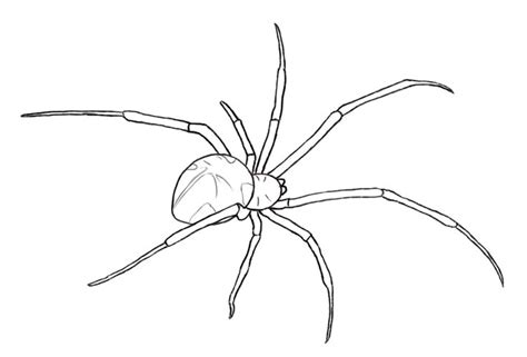 How To Draw A Spider Spider Drawing Spider Art Spider