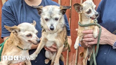 Chihuahuas Dumped Like Rubbish In Avebury During Heatwave Bbc News
