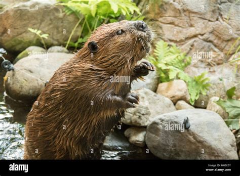 Standing Beaver Stock Photo Alamy