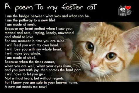 Related Image Foster Cat Cat Poems The Fosters