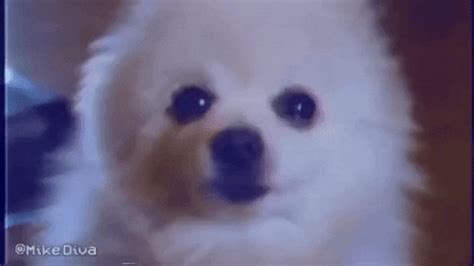 We did not find results for: Dog Meme GIF by Mike Diva - Find & Share on GIPHY