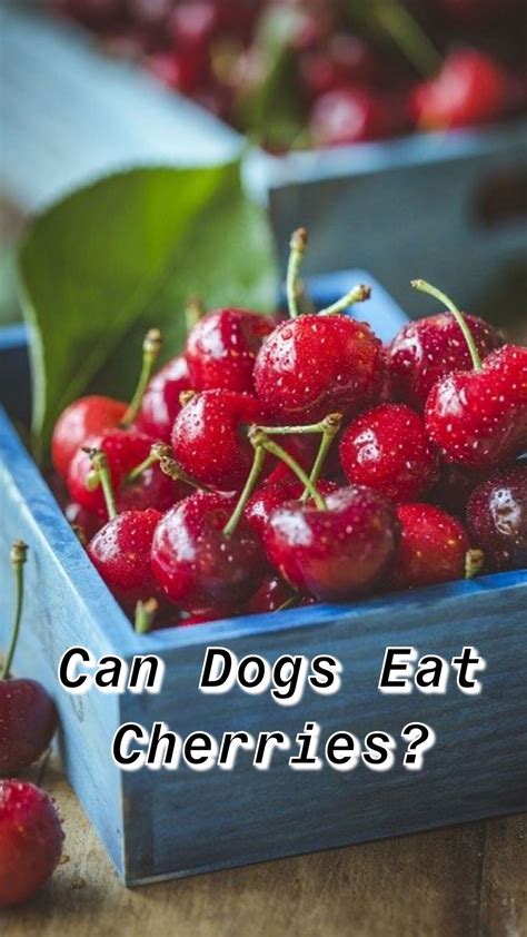 Several of our dogs gave us some difficulty with eating this food. Low Fat Dog Food Recipes For Dogs With Pancreatitis / 17 Best images about Dog Health on ...