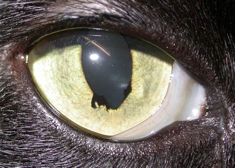 What Is The Significance Of A Spot On The Eyeball Of My Cat