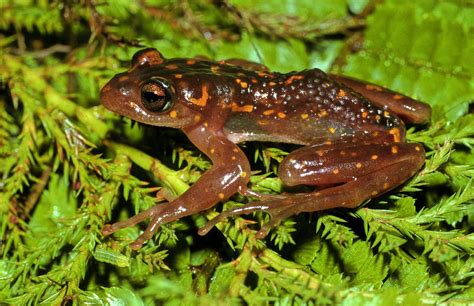 Madagascars Frogs Are In Danger Of Extinction Due To Deforestation