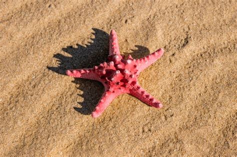 Free Photo Pink Starfish On Sandy Beach