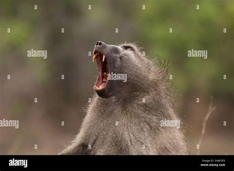 Chacma Baboon Yawning In Kruger National Park South Africa Stock Photo