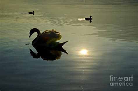 Swan And Ducks Photograph By Mats Silvan Fine Art America