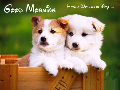 Cute Puppy To Saying Good Morning Wallpapers Festival Chaska