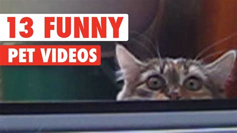 13 Funny Pet Videos Compilation 2016 Youtube