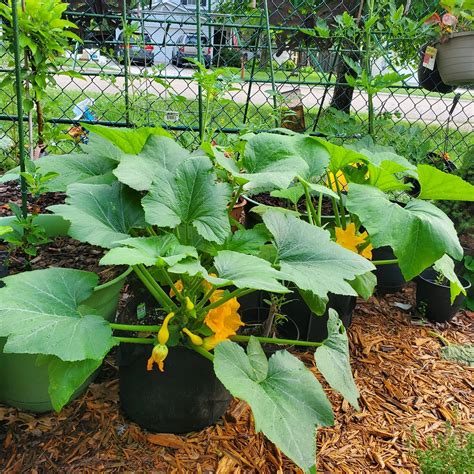 Squash In Fabric Grow Bags Containergardening