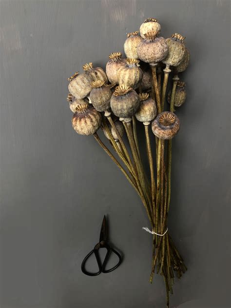 Dried Poppy Seed Bunch Papaver — Dried And Floral