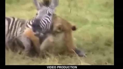 Most Amazing Wild Animal Attacks Top 10 Craziest Animal Fights Caught