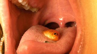 Swallow Giantess Vore Live Fish Swallowing Thisvid Hot Sex Picture