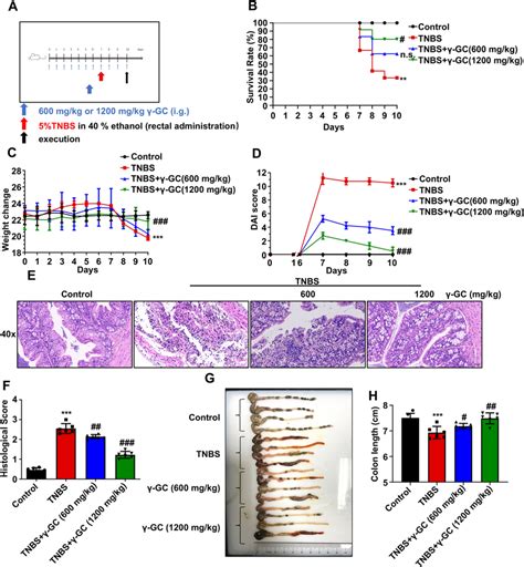 Therapeutic Effects Of γ Gc On Tnbs Induced Ibd Model In Mice Male