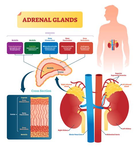 The Adrenal Glands Medictests