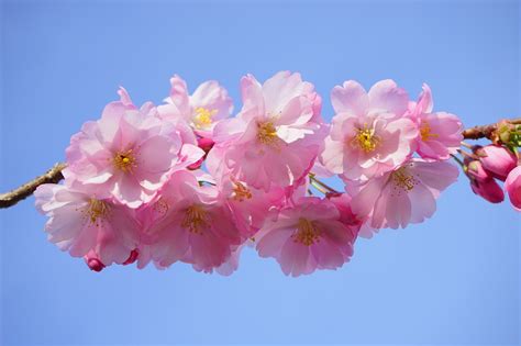 Japanese Cherry Blossoms Free Photo On Pixabay
