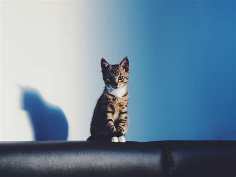 무료 이미지 착한 애 고양이 새끼 그림자 고양이 같은 태비 푸른 검은 구레나룻 척골가 있는 벵골 중소형