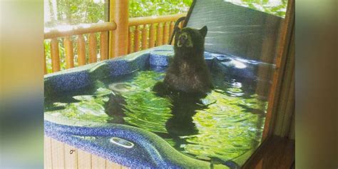 Couple Catches Bear Enjoying A Relaxing Soak In Their Hot Tub The Dodo