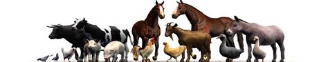 Please let us know what you think by leaving a comment. ≡ Famous TV and Movie Animals List 2021. Favorite Film Pets
