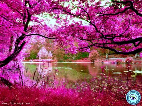 999 Pink Nature Backgrounds đẹp Thanh Tao