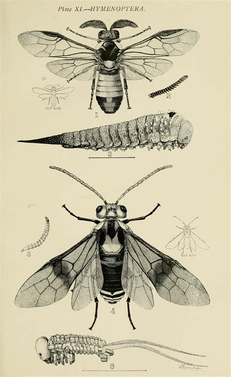 Australian Insects Biodiversity Heritage Library Scientific