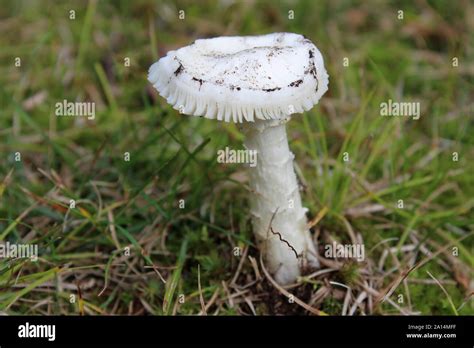 Michigan Mushrooms In Wild Hi Res Stock Photography And Images Alamy