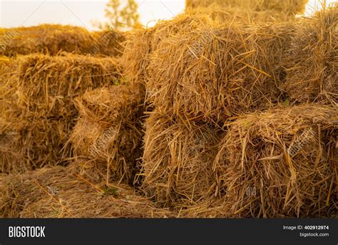 Dry Straw Bale Pile Image And Photo Free Trial Bigstock
