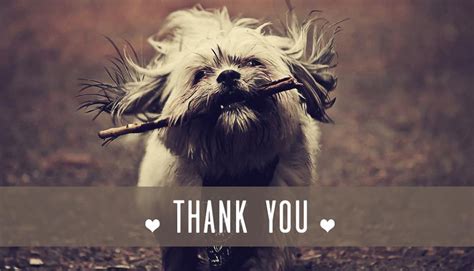 Thank You Images With Dogs