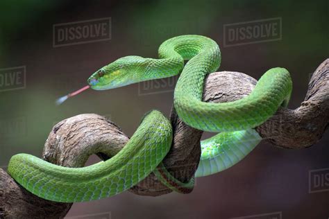 White Lipped Island Pit Viper Coiled Around A Tree Branch Indonesia